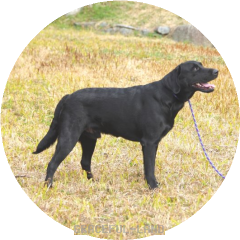 均整の良いスタイル